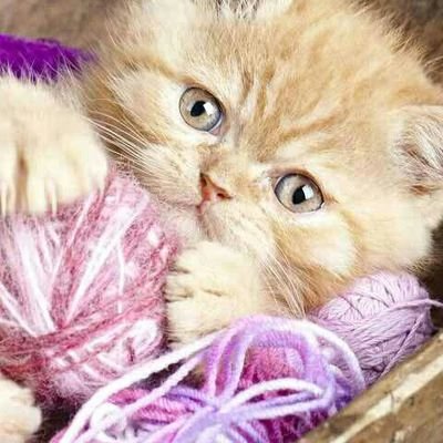 Profile Picture of Ruby Mccall (@Kittenlove0413) on Twitter