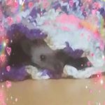 Profile Picture of Violet mata bichos (@violet_fufu) on Instagram