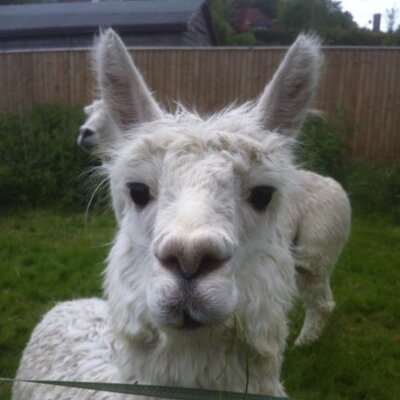Profile Picture of Kenneth P Clarkson (@spongebat1) on Twitter