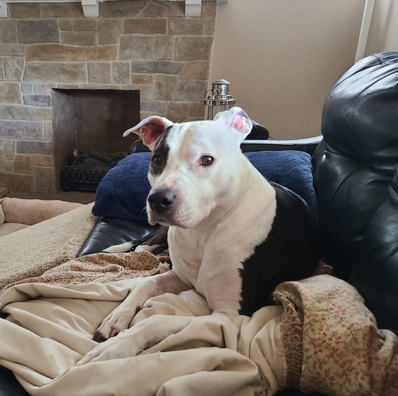 Profile Picture of Christine Perrino (@christinep7036) on Poshmark