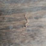 Profile Picture of Jesuelyton Costa (@jesuelyton) on Instagram