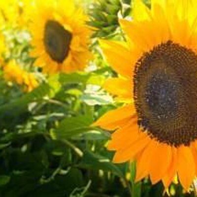 Robert Fincham - Twitter Profile Picture of Robert Fincham (@Drukn3) on Twitter