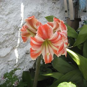 Profile Picture of Esther Chavez Amado (@chavezamado) on Pinterest