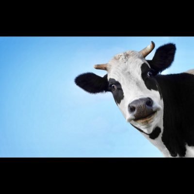Profile Picture of Shannon Donovan (@shannondonovan9) on Twitter