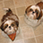 Profile Picture of Misty Dawn (@misty dawn) on Flickr