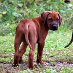 Profile Picture of Chase Nielsen (@chase_the_ridgeback) on Instagram