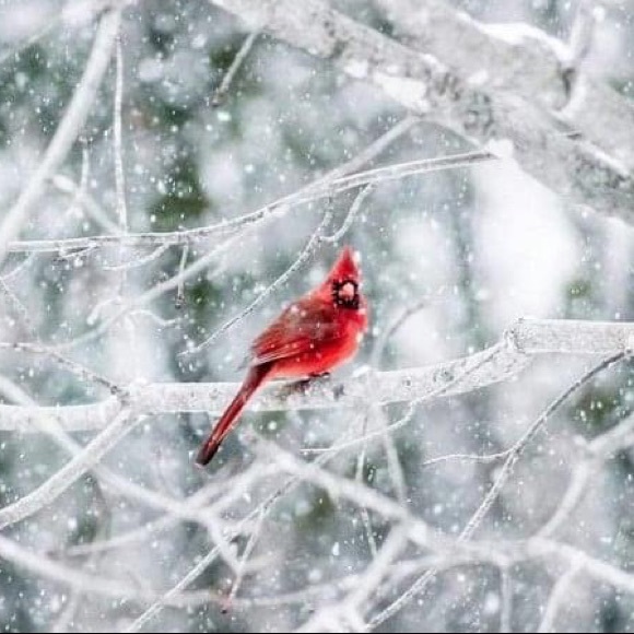 Profile Picture of Danielle Malinowski (@danijupe) on Poshmark