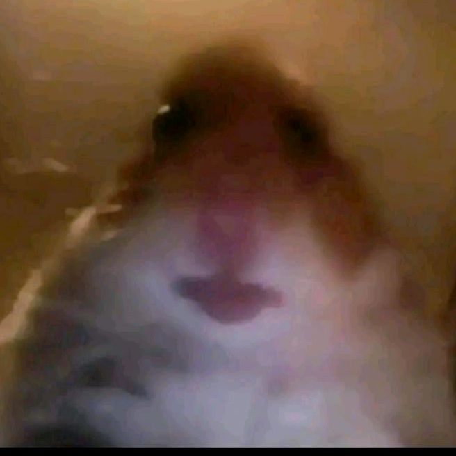 Profile Picture of Its Mikee Free Pets 🌈💛😇 (@mikaelraven) on Tiktok