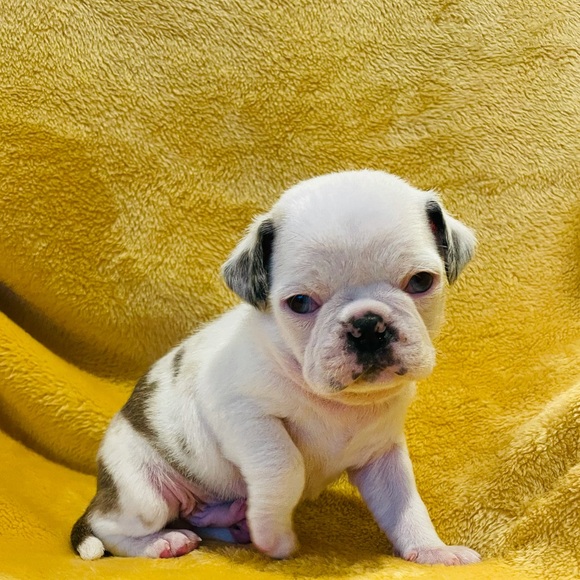 Profile Picture of Mirella Jimenez (@mirellajimen646) on Poshmark