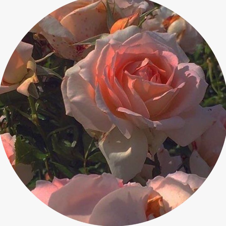 Profile Picture of sandymccandless (@sandymccandless) on Tiktok