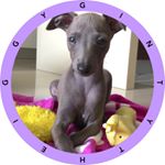 Profile Picture of 🎀Ginty🎀 (@gintytheiggy) on Instagram