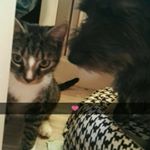 Profile Picture of Hund und Katze (@toby_purtzel) on Instagram