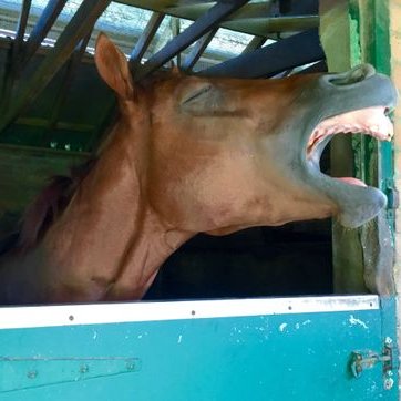 Profile Picture of Adam Lai (@AdamLai14) on Twitter