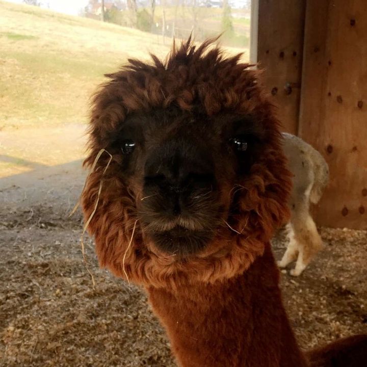 Profile Picture of Loren Cook (@loren_cook) on Tiktok