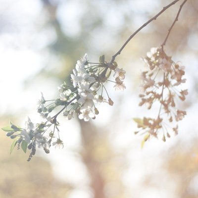 Profile Picture of Miranda Tilley (@miranda_tilley) on Twitter