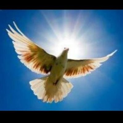 Profile Picture of Andre Abboud (@AbboudAndre) on Twitter