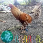 Profile Picture of Joseph Capacia (@joseph.capacia) on Facebook