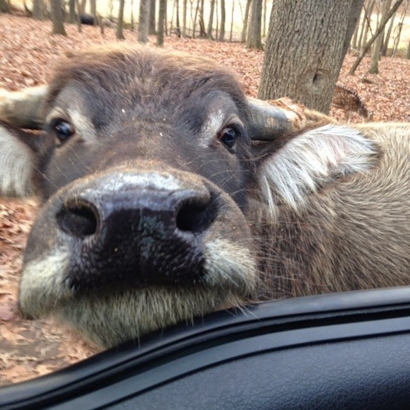 Profile Picture of Alicia Roskind (@asroskind) on Poshmark