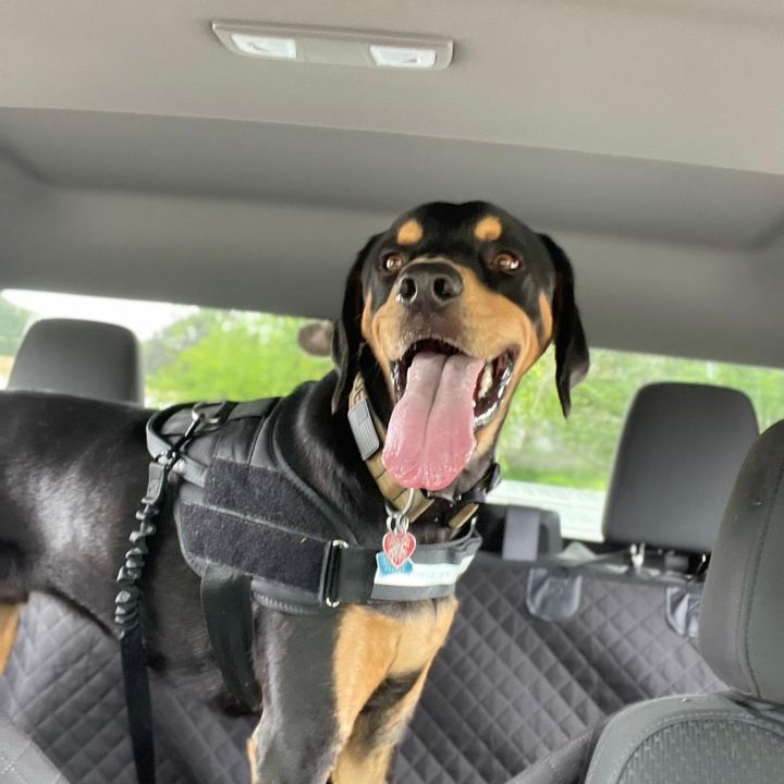Profile Picture of RoscoeTheHound (@jamesdoyal4) on Tiktok