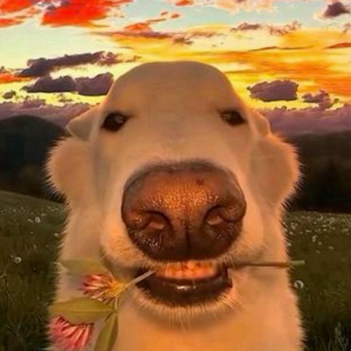 Profile Picture of danielgerb (@daniel_gerbich) on Tiktok