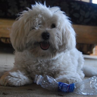 Profile Picture of Randy Slavin (@randypuppysave) on Twitter