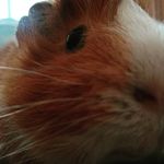 Profile Picture of jolin _gerstner (@_gjolin) on Instagram