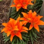 Profile Picture of Nancy L LaFave (@grma1952) on Instagram
