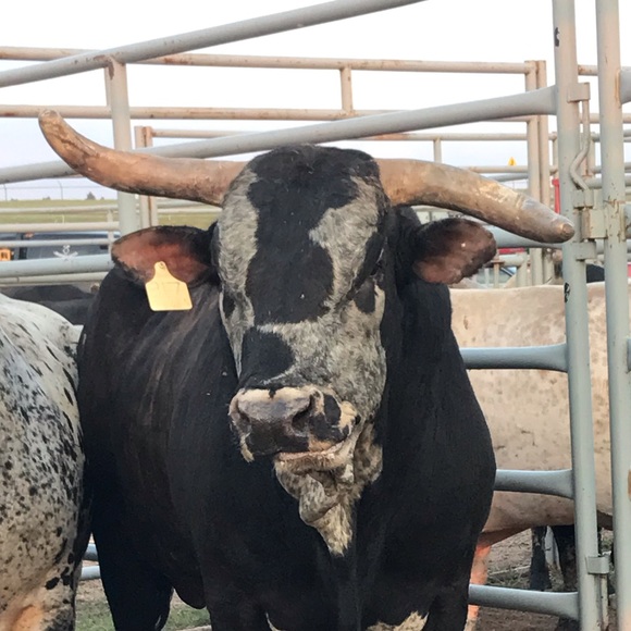 Profile Picture of Teagan Stlouis (@teag2008) on Poshmark