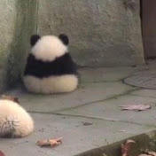 Profile Picture of Sad Panda (@sadpanda9101) on Youtube