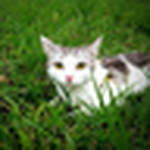 Profile Picture of Onionlee (@onionlee) on Flickr