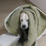 Profile Picture of Liran bar david (@liranbard) on Instagram