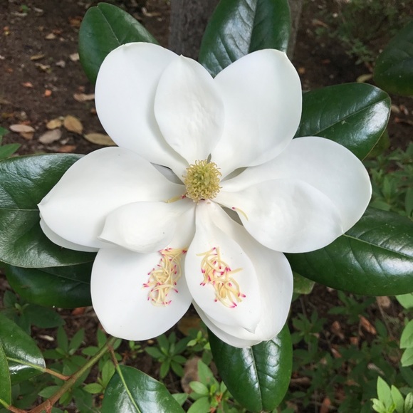 Profile Picture of Deb Raschke (@raschked) on Poshmark