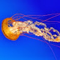 Profile Picture of Marc Moreno (@marc-moreno-44) on Quora