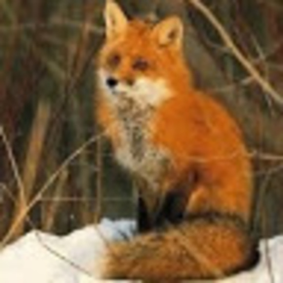 Profile Picture of Meredith Van rooy (@mvanrooy) on Poshmark