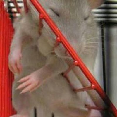 Profile Picture of Myca Smith (@SmithMyca) on Twitter