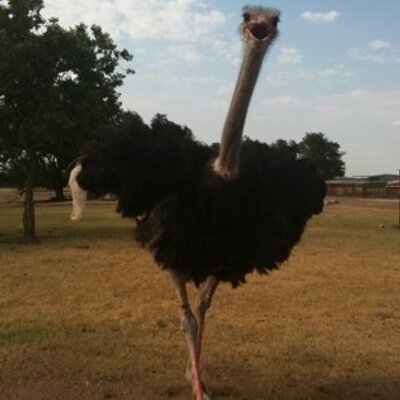 Profile Picture of Rick Gearhart (@RickGearhart) on Twitter