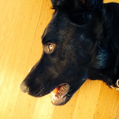 Profile Picture of Leah Bartos (@leahsbartos) on Twitter
