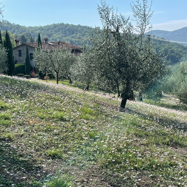 Profile Picture of David (@david.lombardi71) on Tiktok