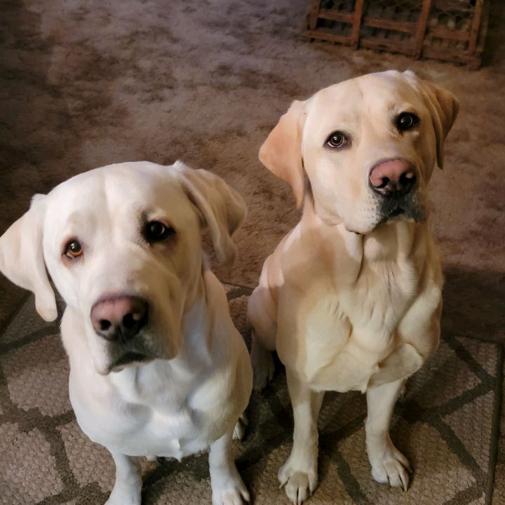 Amanda Halvorson - Tiktok Profile Picture of Amanda Halvorson (@@amandahalvorson) on Tiktok