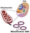 Profile Picture of Mitochondrial DNAon Wikipedia