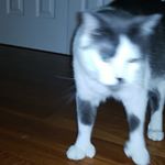 joséph Cerrone - Instagram Profile Picture of joséph Cerrone (@howdy_the_blee) on Instagram