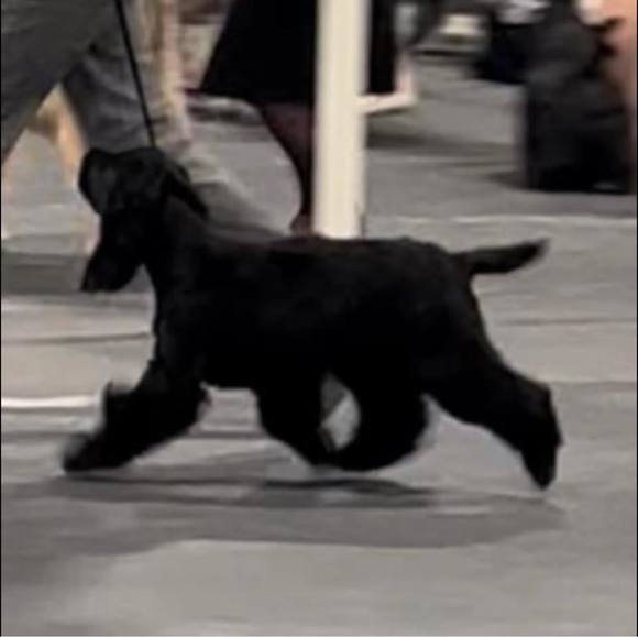 Profile Picture of Christine Hillary (@therabbitpalace) on Poshmark