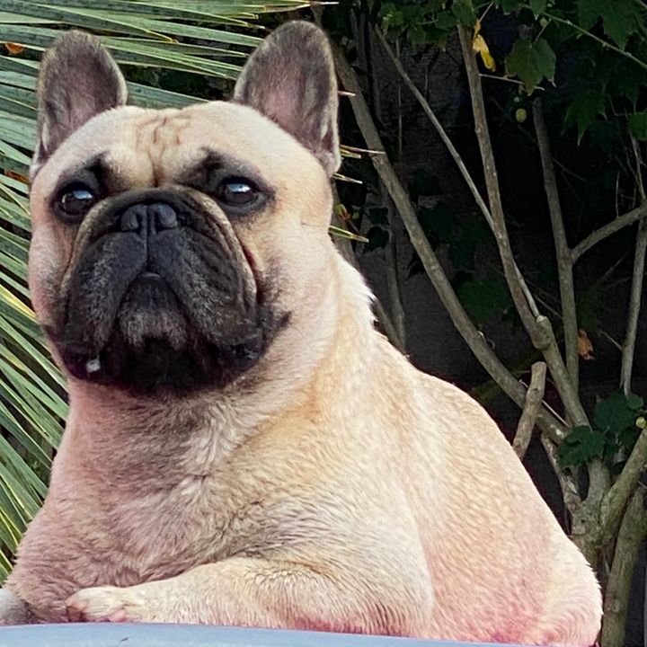 Profile Picture of Dani (@danielsenet1) on Tiktok