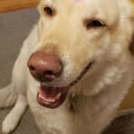 Profile Picture of Dirk PapstBosch (@Dirk-Papst-Bosch) on Facebook