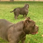 Profile Picture of BOCA_BULLIES - Bobby T. (@boca_bullies) on Instagram