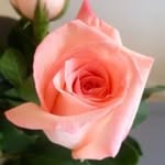 Profile Picture of Janet Slawinski (@janetslawinski) on Instagram