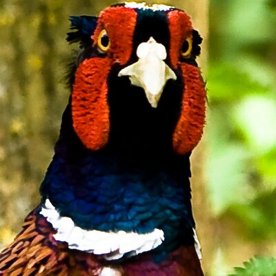 Profile Picture of Darrell Horner (@Darrell_Horner) on Twitter