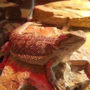 Profile Picture of David R. Ard (@theREAL_davidA) on Twitter