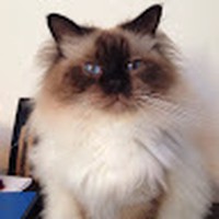 Profile Picture of Ariane Kelly Costa (@ariane-kelly-costa) on Quora