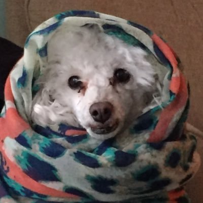 Profile Picture of Matthew Lalli (@matthew_lalli) on Twitter